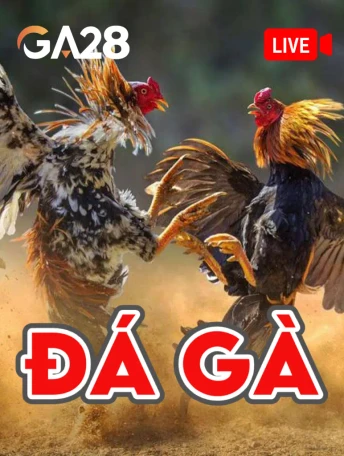 Q88 Đá Gà Livestream