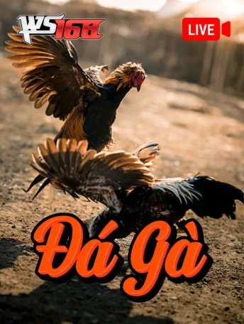 Q88 Đá Gà Livestream